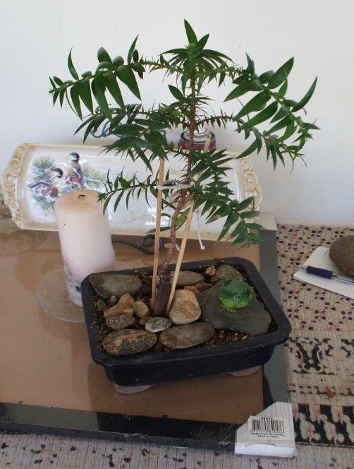 Bonsai by Hazel Bird, a citizen of Jandowae (17/7/2013) 